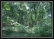 Tract 2 - The Woods at Potts Hill property photo