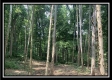 Tract 2 - The Woods at Potts Hill property photo