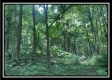 Tract 2 - The Woods at Potts Hill property photo