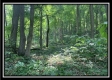 More of Tract 2 - The Woods at Potts Hill