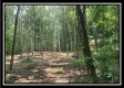 Tract 2 - The Woods at Potts Hill property photo