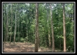 Tract 2 - The Woods at Potts Hill property photo
