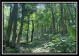 Tract 2 - The Woods at Potts Hill property photo