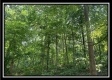 Tract 2 - The Woods at Potts Hill property photo