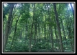 More of Tract 2 - The Woods at Potts Hill