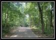 More of Tract 2 - The Woods at Potts Hill
