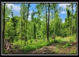 Lot 4 at Creekview Retreat property photo