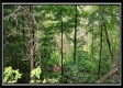 Tract 6 - New Lexington Woods property photo