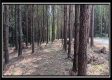 Tract 6 - New Lexington Woods property photo
