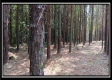 Tract 6 - New Lexington Woods property photo