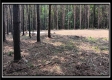 Tract 6 - New Lexington Woods property photo