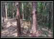 Tract 6 - New Lexington Woods property photo