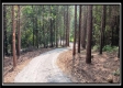 More of Tract 6 - New Lexington Woods