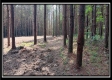 Tract 6 - New Lexington Woods property photo