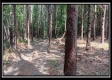 Tract 6 - New Lexington Woods property photo