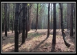 Tract 6 - New Lexington Woods property photo