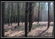 Tract 6 - New Lexington Woods property photo