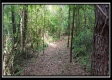 Tract 6 - New Lexington Woods property photo