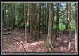 Tract 6 - New Lexington Woods property photo