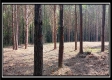 Tract 6 - New Lexington Woods property photo