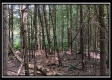 Tract 6 - New Lexington Woods property photo