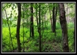 More of Tract 6 - New Lexington Woods