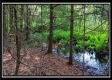 Tract 6 - New Lexington Woods property photo