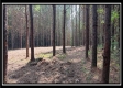 Tract 6 - New Lexington Woods property photo