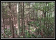Tract 6 - New Lexington Woods property photo