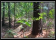 Tract 6 - New Lexington Woods property photo