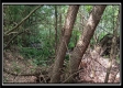 Tract 6 - New Lexington Woods property photo