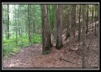 Tract 6 - New Lexington Woods property photo