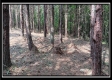Tract 6 - New Lexington Woods property photo