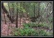 Tract 6 - New Lexington Woods property photo