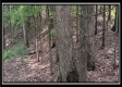 Tract 6 - New Lexington Woods property photo