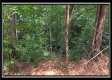 Tract 6 - New Lexington Woods property photo