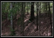 Tract 6 - New Lexington Woods property photo