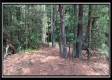 Tract 6 - New Lexington Woods property photo
