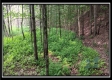 Tract 6 - New Lexington Woods property photo