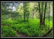Tract 6 - New Lexington Woods property photo