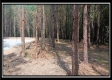 More of Tract 6 - New Lexington Woods