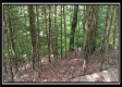 Tract 6 - New Lexington Woods property photo