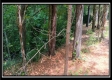 Tract 6 - New Lexington Woods property photo