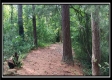 Tract 6 - New Lexington Woods property photo