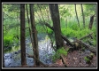 More of Tract 6 - New Lexington Woods