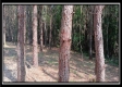 Tract 6 - New Lexington Woods property photo