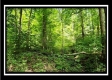Tract 1 - Muskingum Woods property photo