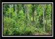Tract 1 - Muskingum Woods property photo