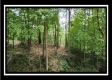 Tract 1 - Muskingum Woods property photo