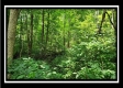 Tract 1 - Muskingum Woods property photo